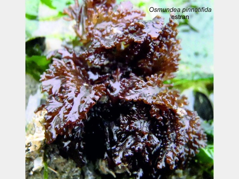 Osmundea Pinnatifida Organismes Marins Osmundea Pinnatifida Organismes Marins