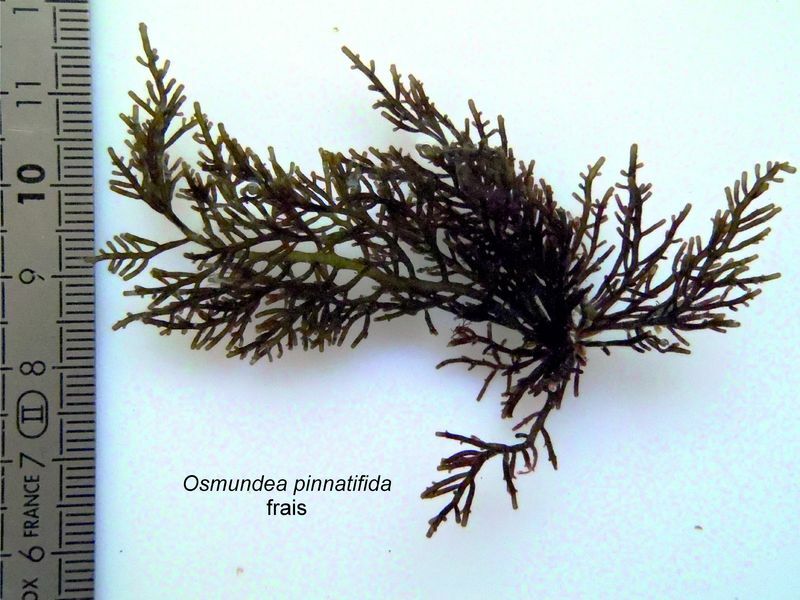 Osmundea Pinnatifida Organismes Marins Osmundea Pinnatifida Organismes Marins